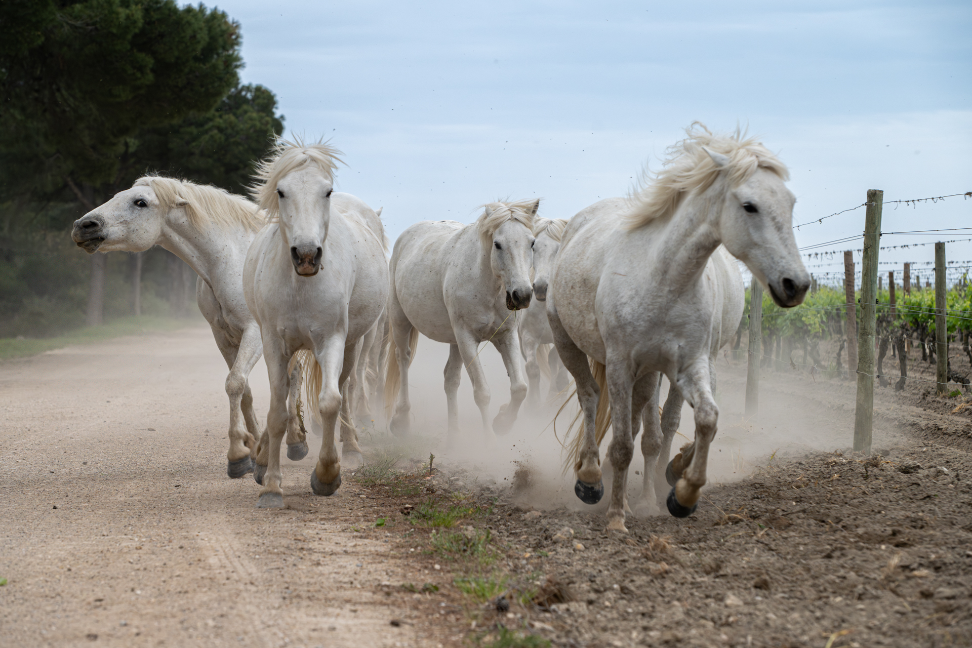 Chevaux camarguais
